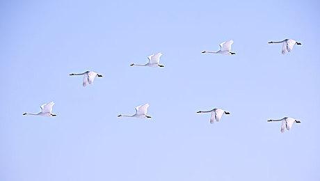 《宝可梦：晶灿钻石＆明亮珍珠》造势电视广告开播